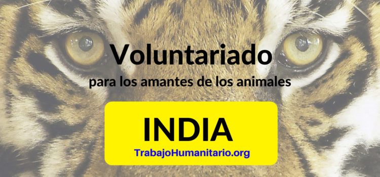 Voluntariado amante de animales India